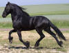 friesian