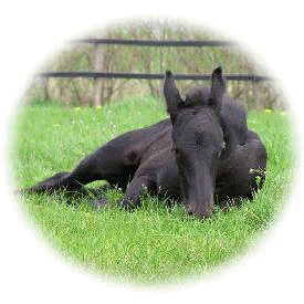 Heartland  Horses 