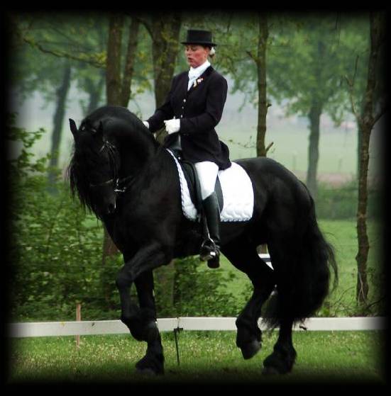 http://www.signaturefriesians.com/tombo/Tombo%20Z1%20Show-8d.jpg